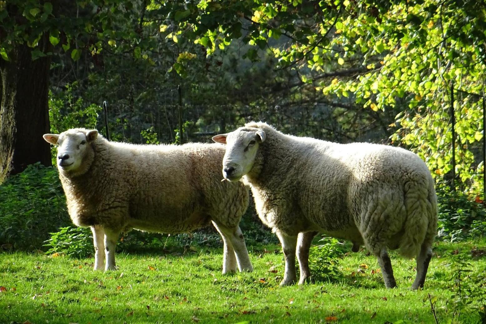 Aux Bois Dores De La Ferme De Sorval, Animaux De La Ferme, Fitness Selvigny Exterior foto